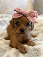 Harper, a female Cavapoo and Cavalier King Charles Spaniel for sale in Scottsdale, AZ – 4 of 6