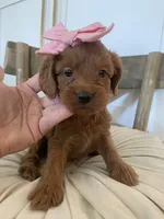 Harper (pick of the litter ) , a female Miniature Goldendoodle for sale in Scottsdale, AZ – 5 of 6