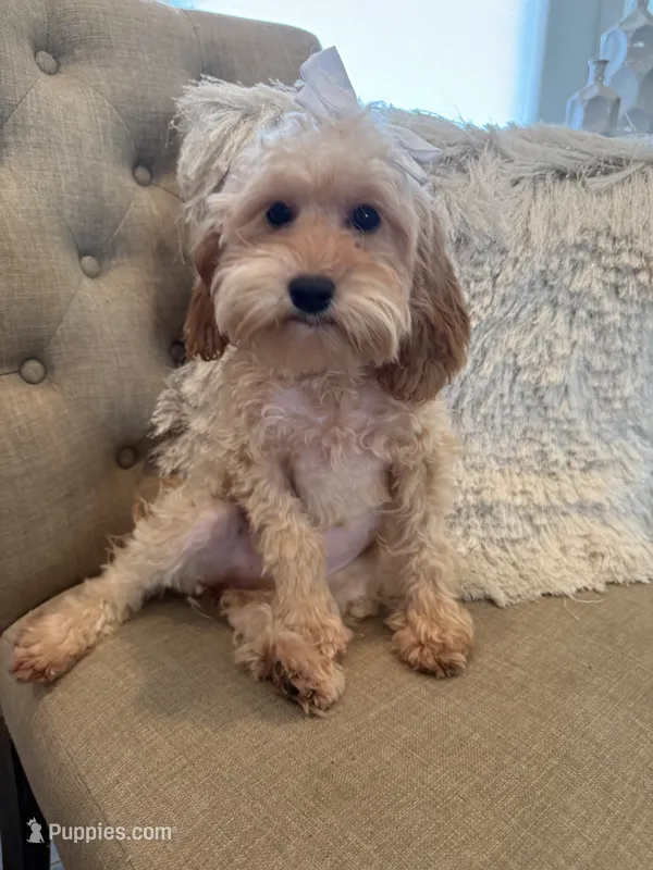 Maggie – Maltipoo puppy for sale in Scottsdale, AZ