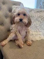 Maggie, a female Maltipoo for sale in Scottsdale, AZ – 1 of 4