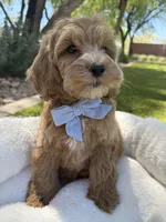 George, a male Miniature Goldendoodle for sale in Scottsdale, AZ – 3 of 8