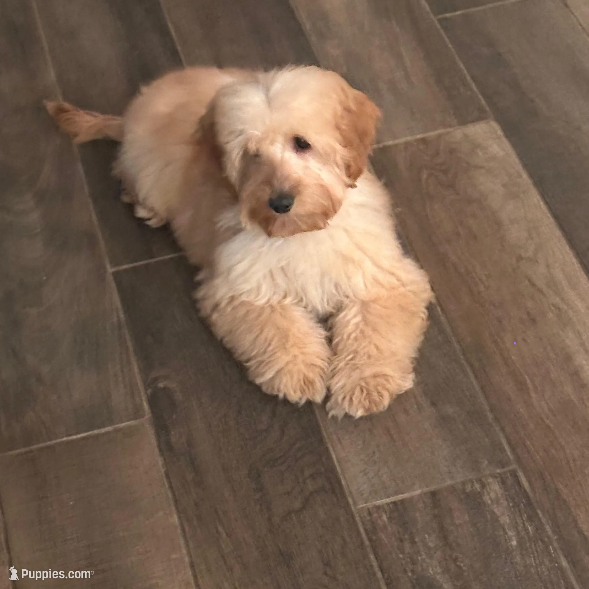 Chloe – Miniature Goldendoodle puppy for sale in Scottsdale, AZ