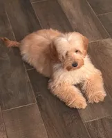 Chloe, a female Miniature Goldendoodle for sale in Scottsdale, AZ – Photo 2 of 2