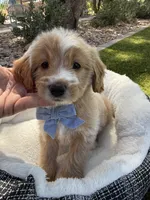 Henry, a male Miniature Goldendoodle for sale in Scottsdale, AZ – 4 of 8