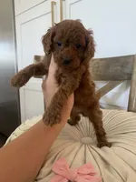 Kensie, a female Miniature Goldendoodle for sale in Scottsdale, AZ – 3 of 4