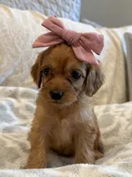 Scarlet , a female Cavapoo and Cavalier King Charles Spaniel for sale in Scottsdale, AZ – 7 of 7