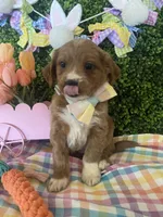 Socks, a male Cavapoo and Miniature Goldendoodle for sale in Scottsdale, AZ – Photo 1 of 3