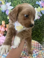 Socks, a male Cavapoo and Miniature Goldendoodle for sale in Scottsdale, AZ – Photo 3 of 3