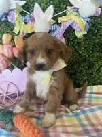 Socks, a male Cavapoo and Miniature Goldendoodle for sale in Scottsdale, AZ – Photo 2 of 3
