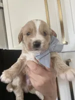 Henry, a male Miniature Goldendoodle for sale in Scottsdale, AZ – 2 of 9