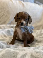 Ben, a male Cavapoo and Cavalier King Charles Spaniel for sale in Scottsdale, AZ – 3 of 8