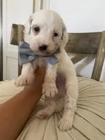 Frosty, a male Miniature Goldendoodle for sale in Scottsdale, AZ – 4 of 4