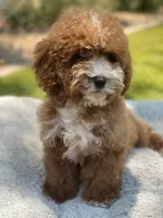 Lola, a male Cavapoo for sale in Scottsdale, AZ – 4 of 8