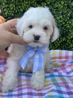 Thumper, a male Cavapoo and Cockapoo for sale in Scottsdale, AZ – Photo 10 of 10