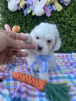 Thumper, a male Cavapoo and Cockapoo for sale in Scottsdale, AZ – Photo 8 of 10