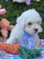 Thumper, a male Cavapoo and Cockapoo for sale in Scottsdale, AZ – Photo 1 of 10