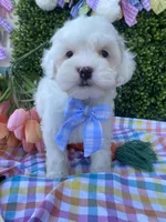 Thumper, a male Cavapoo and Cockapoo for sale in Scottsdale, AZ – Photo 6 of 10