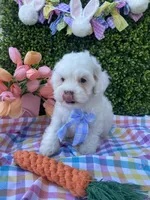 Thumper, a male Cavapoo and Cockapoo for sale in Scottsdale, AZ – Photo 9 of 10