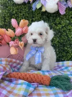 Thumper, a male Cavapoo and Cockapoo for sale in Scottsdale, AZ – Photo 5 of 10