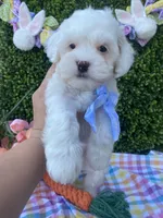 Thumper, a male Cavapoo and Cockapoo for sale in Scottsdale, AZ – Photo 4 of 10