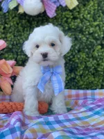 Thumper, a male Cavapoo and Cockapoo for sale in Scottsdale, AZ – Photo 3 of 10
