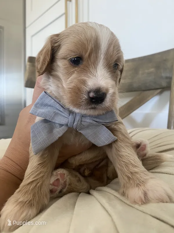 Henry – Miniature Goldendoodle puppy for sale in Scottsdale, AZ