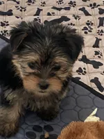 Bean ( will be tiny under 5lbs) tail done , a male Yorkshire Terrier for sale in Scottsdale, AZ – 2 of 4
