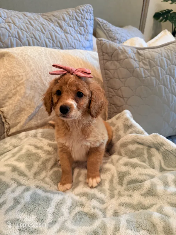 Peaches – Miniature Goldendoodle puppy for sale in Scottsdale, AZ