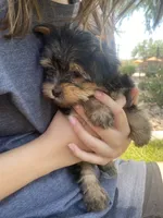 Bean ( will be tiny under 5lbs) tail done , a male Yorkshire Terrier for sale in Scottsdale, AZ – 4 of 4
