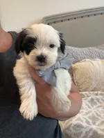 Snoopy , a male Maltese and Morkie for sale in Scottsdale, AZ – 3 of 7