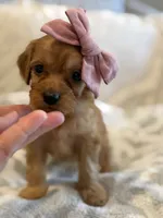 Scarlet , a female Cavapoo and Cavalier King Charles Spaniel for sale in Scottsdale, AZ – 2 of 7