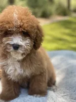 Lola, a male Cavapoo for sale in Scottsdale, AZ – 7 of 8