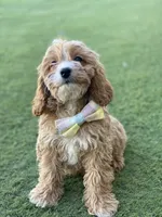 River, a male Cavapoo and Cockapoo for sale in Scottsdale, AZ – 7 of 8
