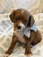 Ben, a male Cavapoo and Cavalier King Charles Spaniel for sale in Scottsdale, AZ – 5 of 8