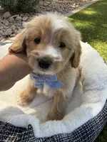 Henry, a male Miniature Goldendoodle for sale in Scottsdale, AZ – 3 of 8