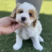 Brooklyn , a female Cavapoo and Miniature Goldendoodle for sale in Scottsdale, AZ – Photo 1 of 5