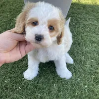 Brooklyn , a female Cavapoo and Miniature Goldendoodle for sale in Scottsdale, AZ – Photo 5 of 5