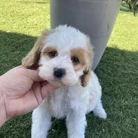 Brooklyn , a female Cavapoo and Miniature Goldendoodle for sale in Scottsdale, AZ – Photo 4 of 5