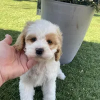 Brooklyn , a female Cavapoo and Miniature Goldendoodle for sale in Scottsdale, AZ – Photo 3 of 5