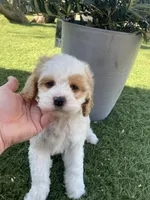 processed/593bd86f-8e6b-40fb-86bd-03336e37df9e/listing/5aba3adc-1b5b-4b2d-9c06-dfe9f9e30713/d25da807-e79a-45d2-9689-04f2b9234c2b