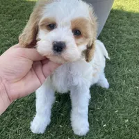 Brooklyn , a female Cavapoo and Miniature Goldendoodle for sale in Scottsdale, AZ – Photo 2 of 5
