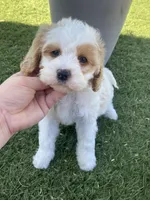 processed/593bd86f-8e6b-40fb-86bd-03336e37df9e/listing/5aba3adc-1b5b-4b2d-9c06-dfe9f9e30713/de463333-7f9e-4200-aa9f-6a931b3f3b73