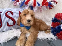 Bentley , a male Goldendoodle for sale in Scottsdale, AZ – 4 of 6