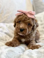 Rosie, a female Cavapoo and Cockapoo for sale in Scottsdale, AZ – 3 of 8