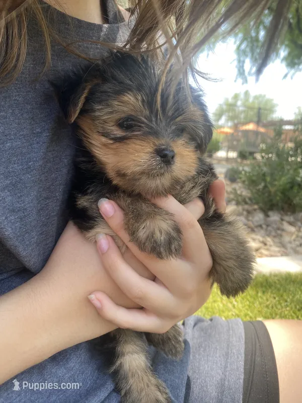Bean ( will be tiny under 5lbs) tail done  – Yorkshire Terrier puppy for sale in Scottsdale, AZ