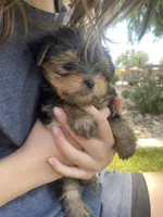 Bean ( will be tiny under 5lbs) tail done , a male Yorkshire Terrier for sale in Scottsdale, AZ – 1 of 4