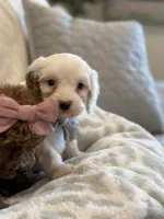 Jagger, a male Cavapoo and Cockapoo for sale in Scottsdale, AZ – 5 of 7