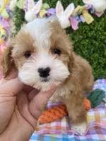 🐰🌷Bunny (Tiny) 🌷🐰, a female Cavapoo and Cockapoo for sale in Scottsdale, AZ – Photo 2 of 10