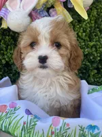 🐰🌷Bunny (Tiny) 🌷🐰, a female Cavapoo and Cockapoo for sale in Scottsdale, AZ – Photo 10 of 10