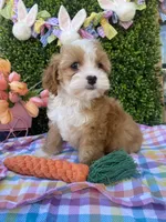 🐰🌷Bunny (Tiny) 🌷🐰, a female Cavapoo and Cockapoo for sale in Scottsdale, AZ – Photo 8 of 10